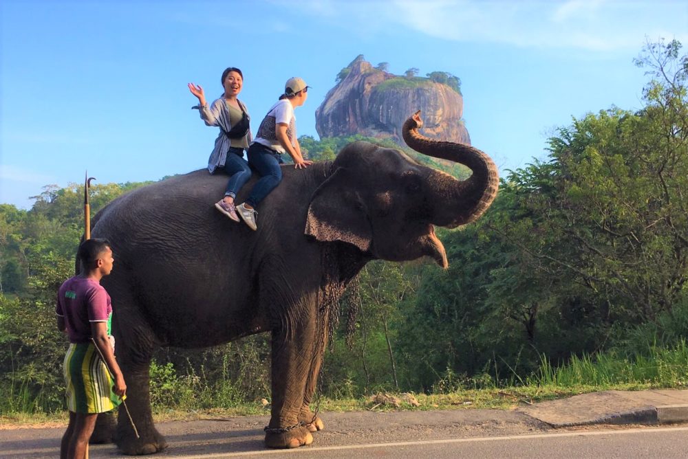 世界遺産 シーギリヤロック をバックに象に乗る スリランカでのエレファントライド スリランカ観光情報サイト Spice Up スパイスアップ