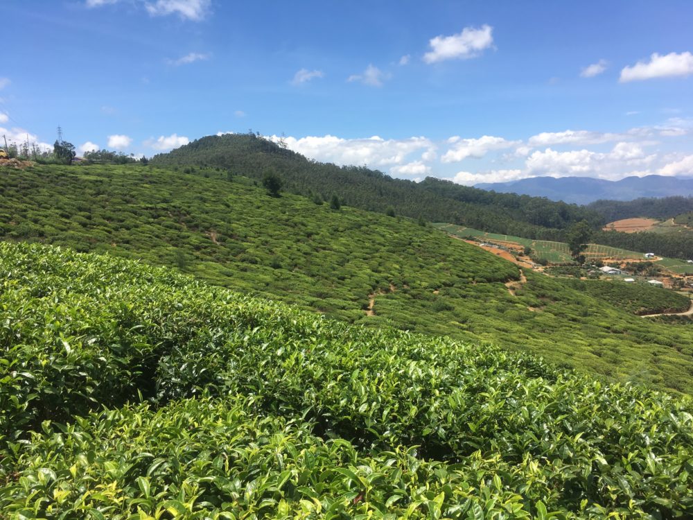 スリランカ 紅茶畑が美しい避暑地ヌワラエリヤへの行き方と観光スポットまとめ スリランカ観光情報サイト Spice Up スパイスアップ