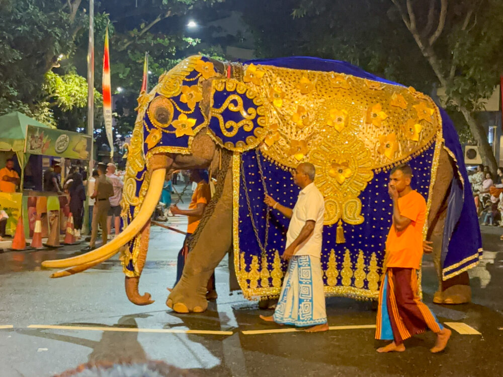 2026年 ガンガラーマ寺院 ナワン・ペラヘラに参加する象