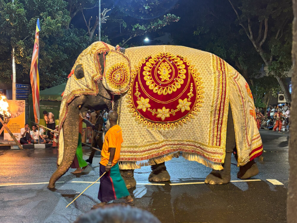 2026年 ナワン・ペラヘラ 装飾された象 コロンボ