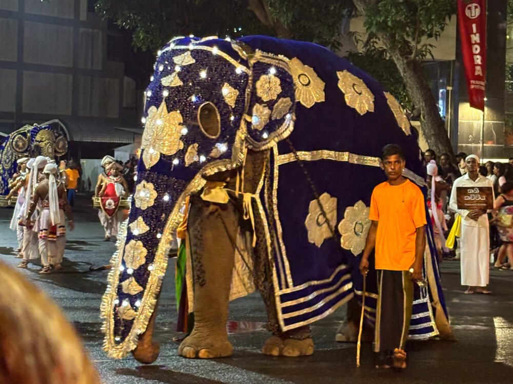 2026年 ナワンポーヤ ペラヘラの象 豪華な刺繍の衣装