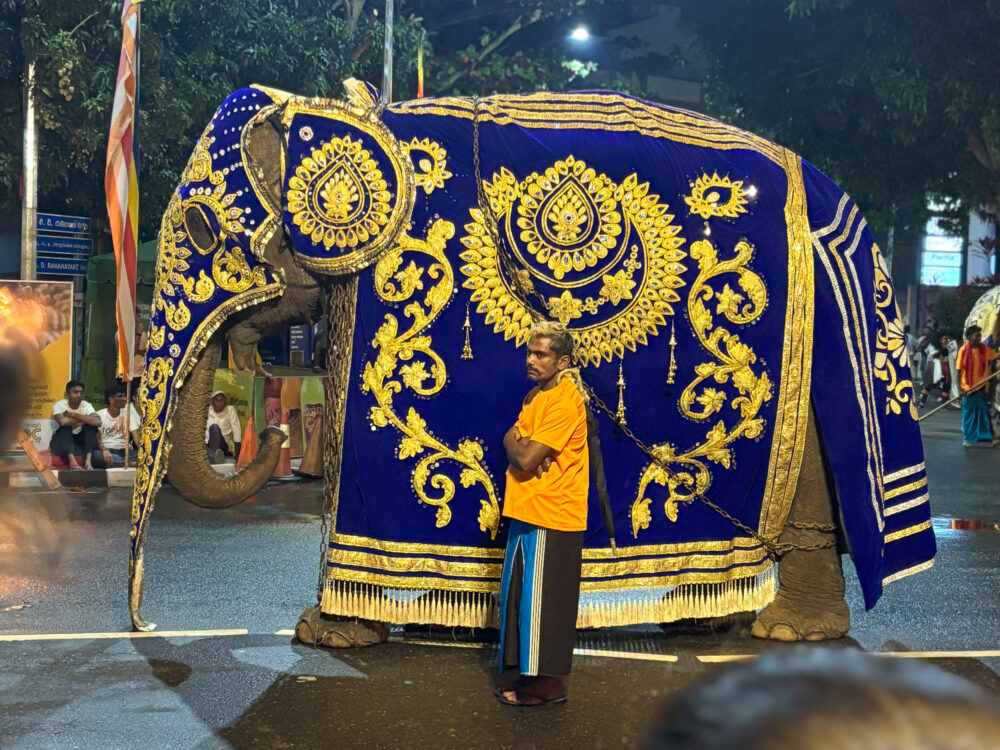 2026年 ガンガラーマ寺院 ナワン・ペラヘラに参加する象