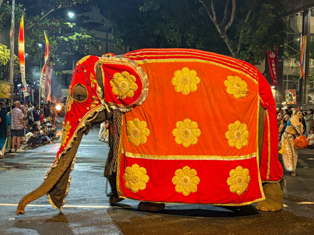 2026年 ナワン・ペラヘラ 装飾された象 コロンボ
