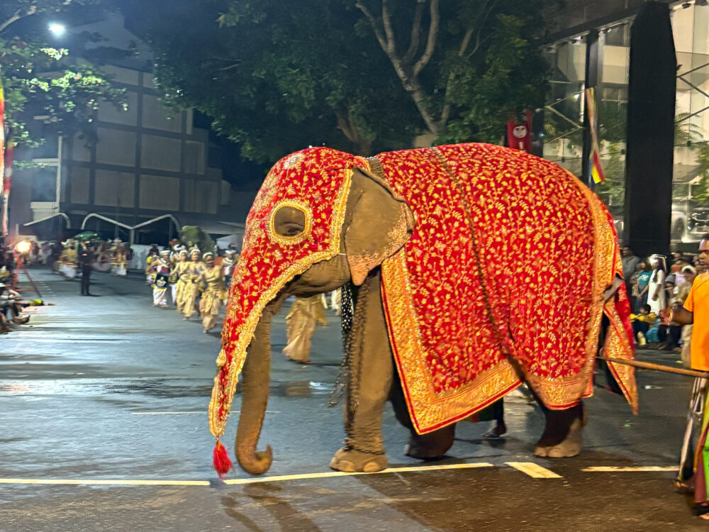 2026年 ナワンポーヤ ペラヘラの象 豪華な刺繍の衣装