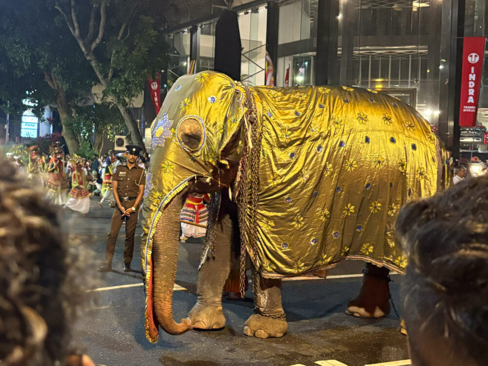 2026年 ガンガラーマ寺院 ナワン・ペラヘラに参加する象