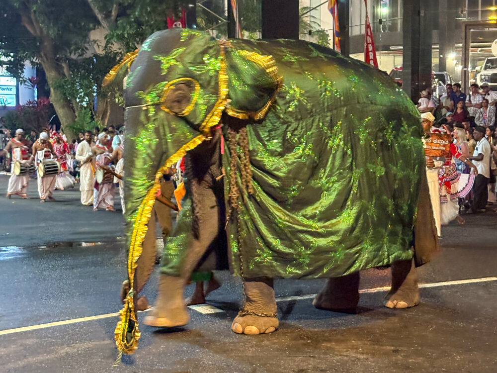 2026年 ナワン・ペラヘラ 装飾された象 コロンボ